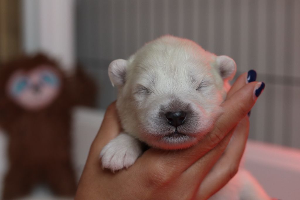 Ositos De Nieve - Chiots disponibles - Samoyède