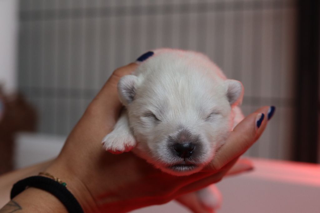Ositos De Nieve - Chiots disponibles - Samoyède