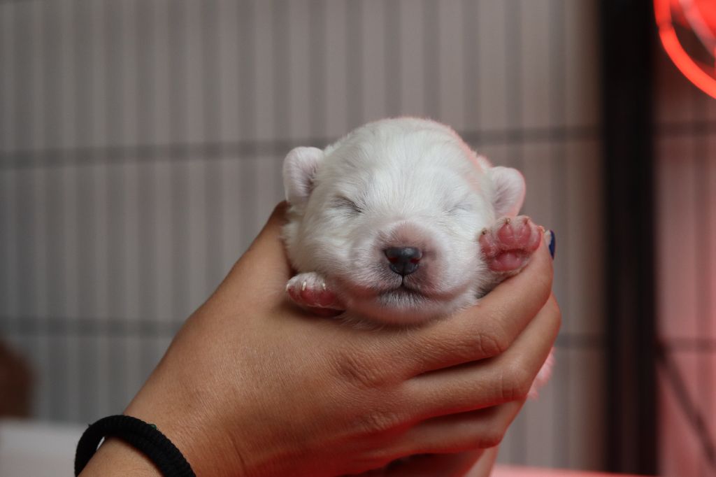 Ositos De Nieve - Chiots disponibles - Samoyède