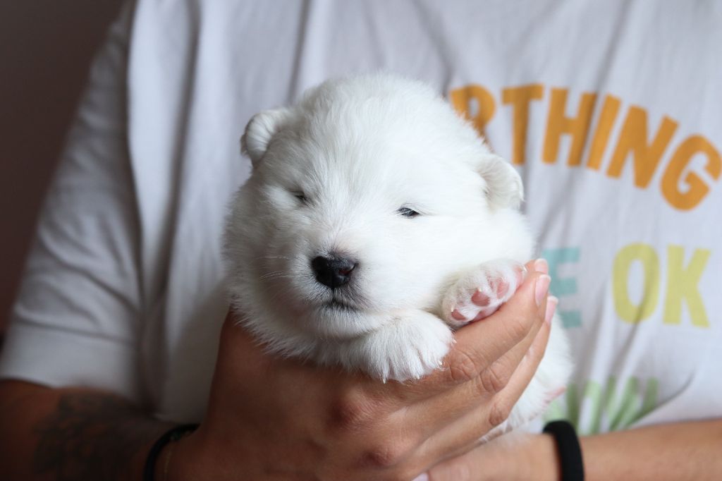 Ositos De Nieve - Chiots disponibles - Samoyède