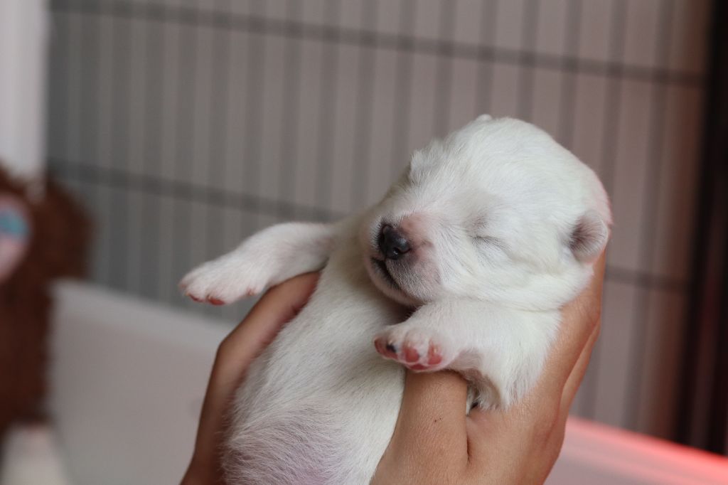 Ositos De Nieve - Chiots disponibles - Samoyède