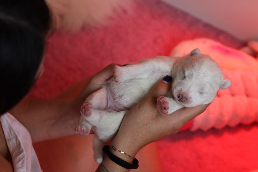 Ositos De Nieve - Samoyède - Portée née le 05/10/2025