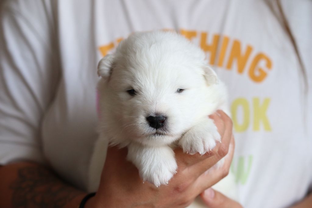 Ositos De Nieve - Chiots disponibles - Samoyède